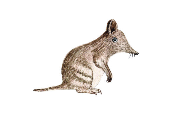 Australian Bandicoot - Watercolor for Authentic Branding