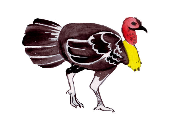 Australian Brushturkey in Watercolor Style: A Fresh Design Asset for Modern Branding
