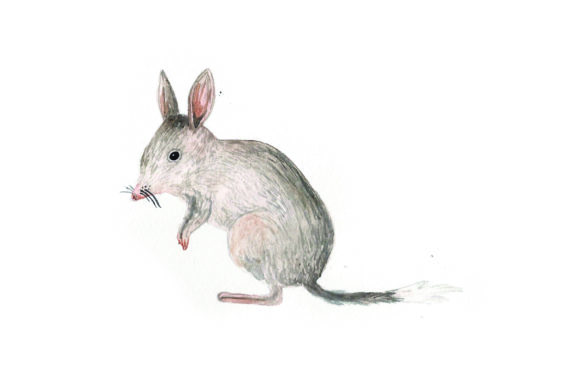 Bilby - Watercolor: A Delightful Design for Australian-Themed Crafts
