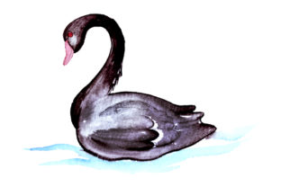 Black Swan in Watercolor Style for Australian Etsy Shops