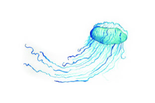 Bluebottle Jellyfish - Watercolor for Australian-Inspired Design Projects