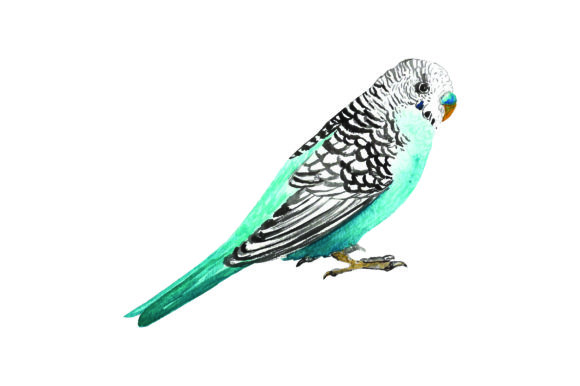 Budgie - Watercolor: A Fresh Design Asset from Australia