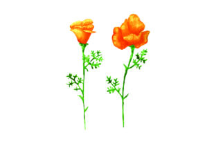 California Poppies in Watercolor for Nature Amp