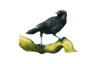 Crow on a Branch: A Watercolor Embroidery Design Review
