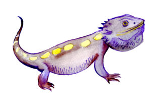 Eastern Bearded Dragon in Watercolor Style: A Versatile Graphic for Australian-Themed Crafts