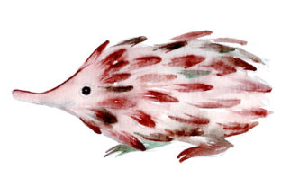 Echidna in Watercolor Style: A Natural Fit for Australian-Inspired Design Projects