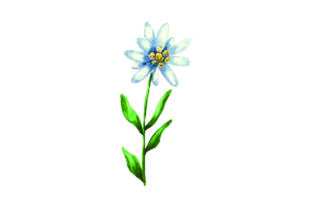 Edelweiss Flower in Watercolor & Nature Amp