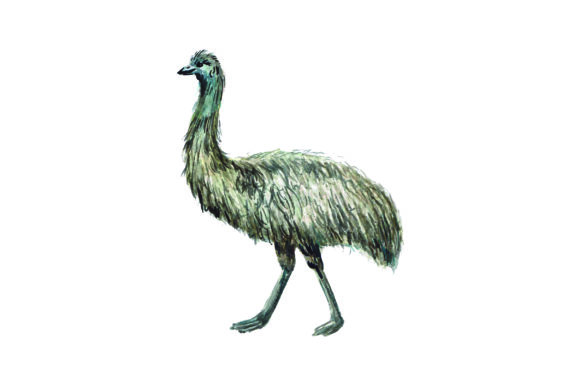 Emu - Watercolor: A Versatile Graphic Design Asset for Australian-Themed Products
