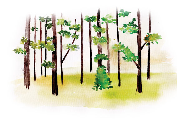 Forest Scene in Watercolor: A Design Review for Real Projects