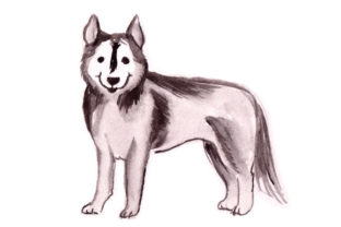 Husky in Watercolor for Dogs Branding
