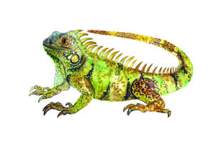 Iguana - Watercolor: A Versatile Graphic Design Asset for Content Creators