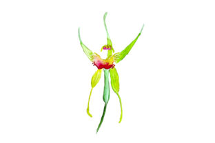 King Spider Orchid in Watercolor Style for Australian Crafters