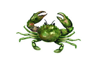 Mud Crab - Watercolor: A Vibrant Design Asset for Australian Branding