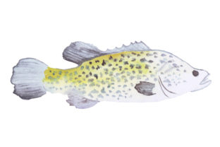 Murray Cod in Watercolor Style: A Versatile Design Asset for Australian Branding