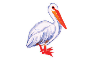 Pelican in Watercolor for Animals Crafting