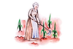 Pilgrim Farming in Watercolor for Thanksgiving
