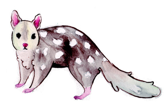 Quoll in Watercolor Style: A Unique Design Asset for Australian Branding