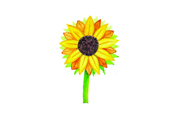 Sunflower Watercolor: A Vibrant Graphic Design Asset for Thanksgiving Campaigns