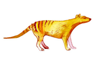 Tasmanian Tiger in Watercolor Style: A Versatile Design for Australian-Themed Products