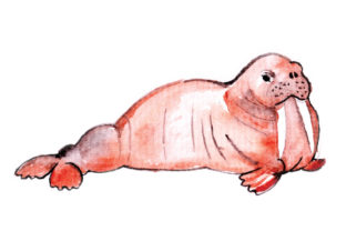 Walrus in Watercolor