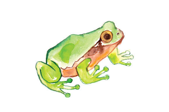Watercolor Frog: A Versatile Graphic Design Asset for Animal-Themed Content