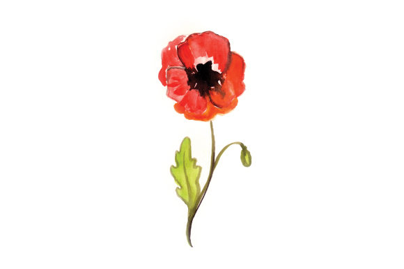 Watercolor Poppy Design Asset for Australian Content Creators