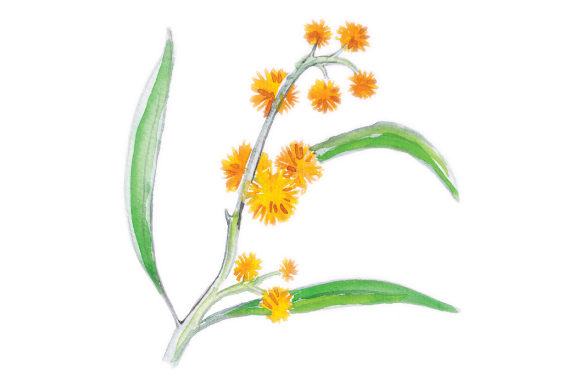 Watercolor Wattle: A Beautiful Graphic Design Asset for Australian-Themed Crafts